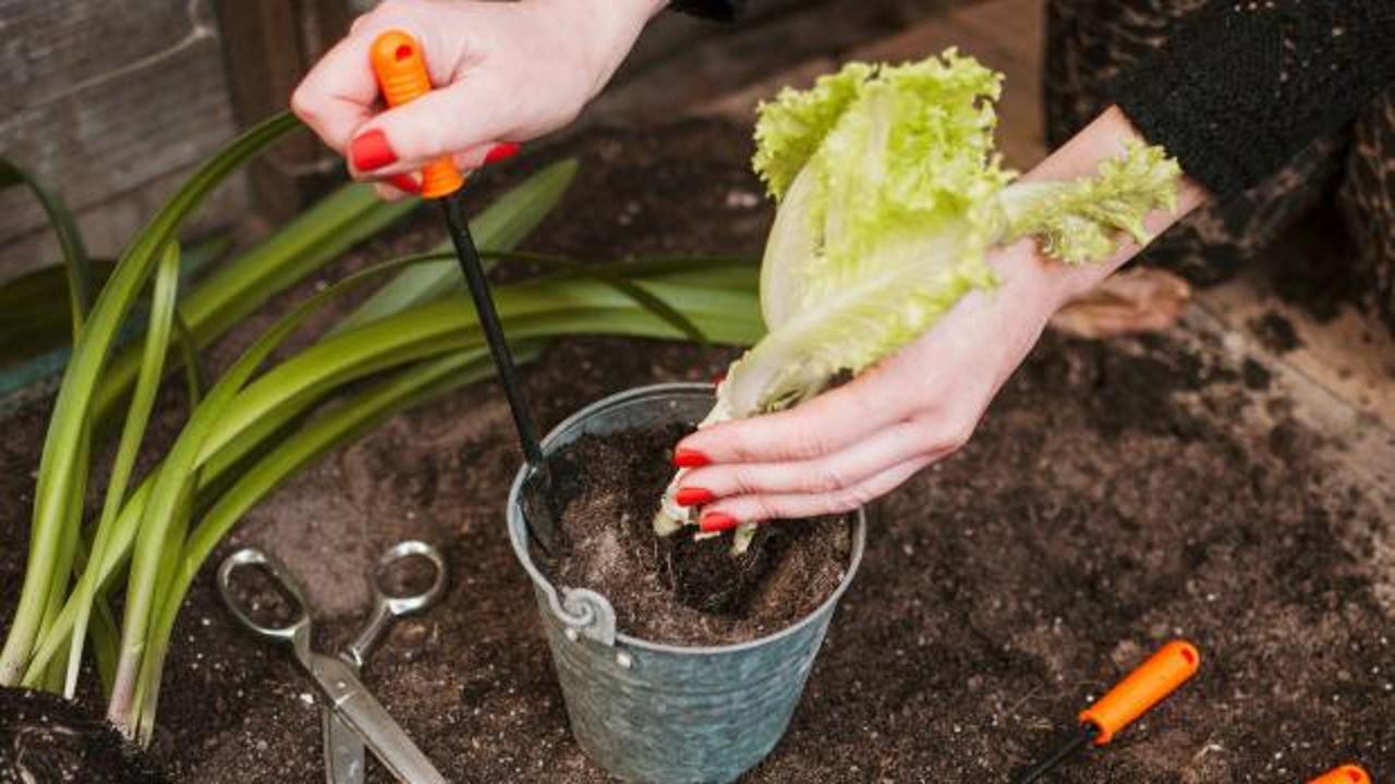 Tohumdan Sofraya: Evde Sebze Yetiştirme Rehberi