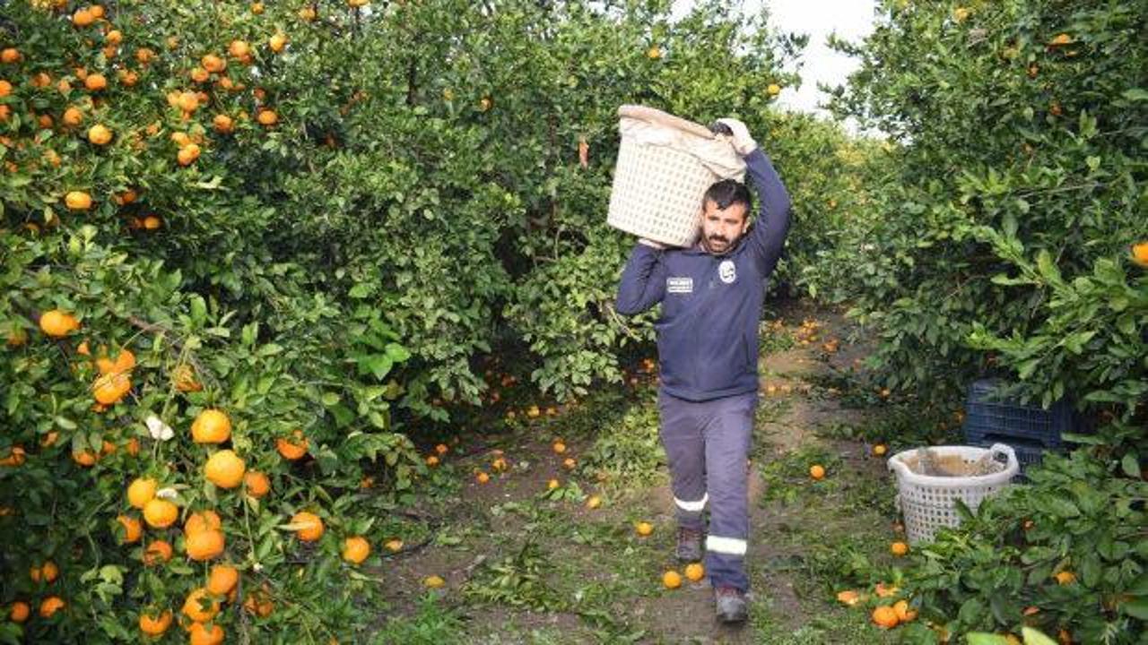 Tarlada çürümek üzereydi! 320 ton mandalina sofralara ulaştı
