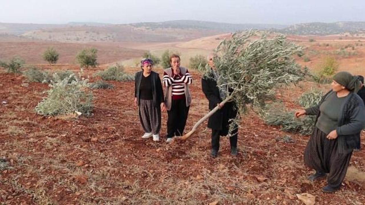 Bölge halkı kâbus gibi bir sabaha uyandı: 10 bin meyve ağacı yok oldu