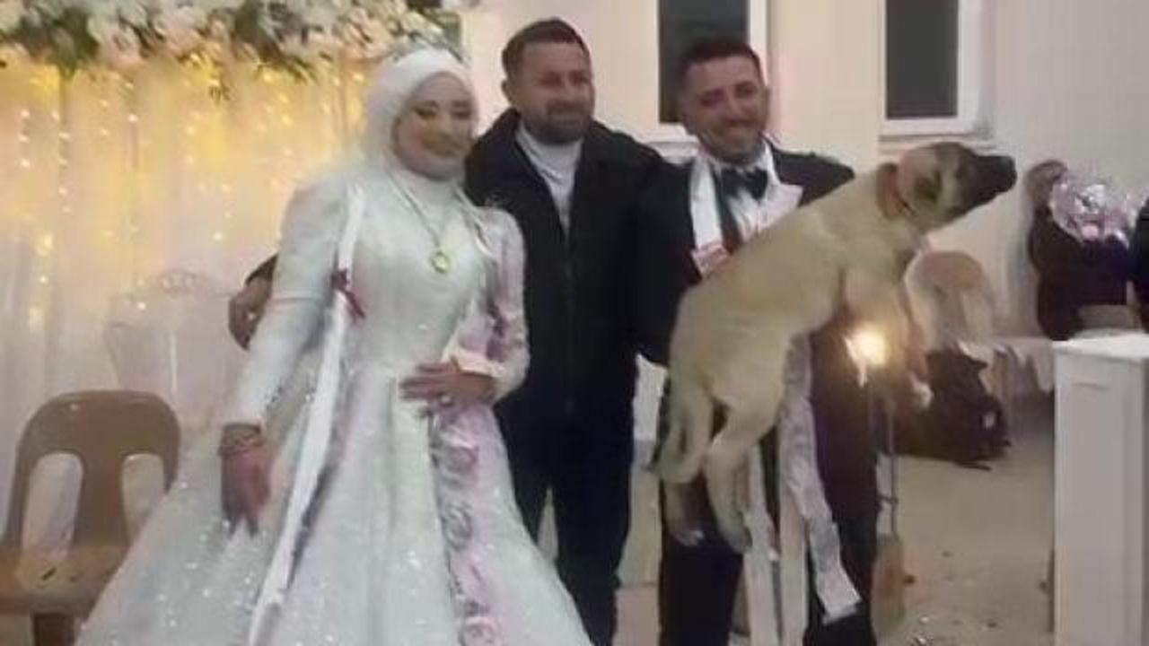 Düğün hediyesi olarak 100 bin liralık köpek hediye etti