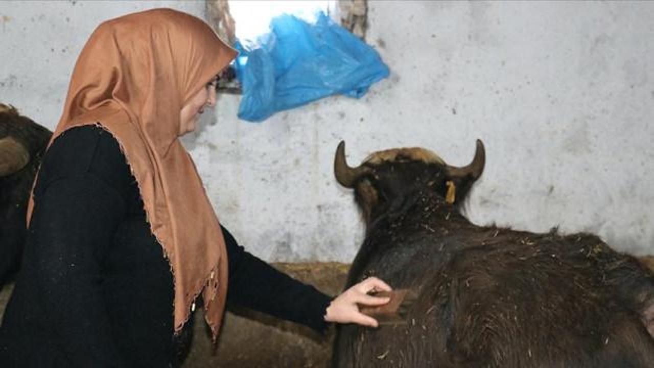Gelin gittiği Ağrı'da besicilikte örnek oluyor