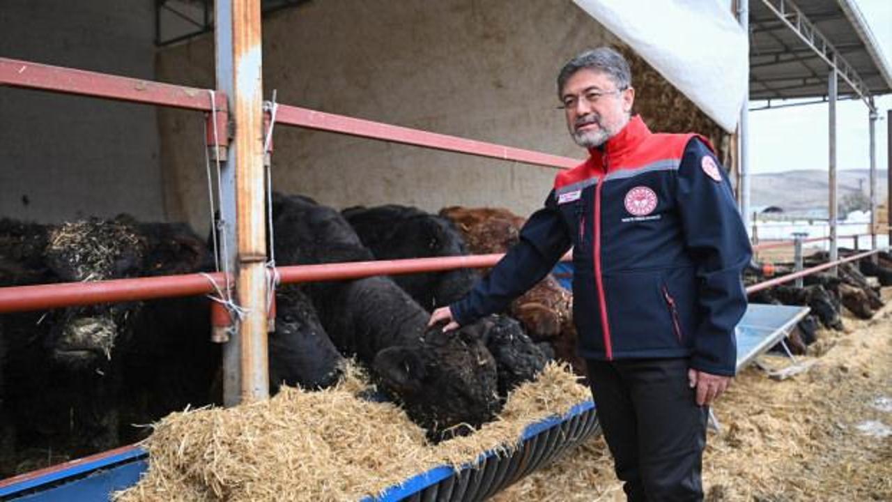 Kırmızı et üretimi için dev hamle! Bakan Yumaklı açıkladı: Hayvanlar sahiplerine ulaşıyor