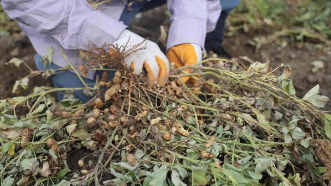 Yer fıstığı hasadı başladı: Kuraklık nedeniyle rekoltede d&uuml;ş&uuml;ş var