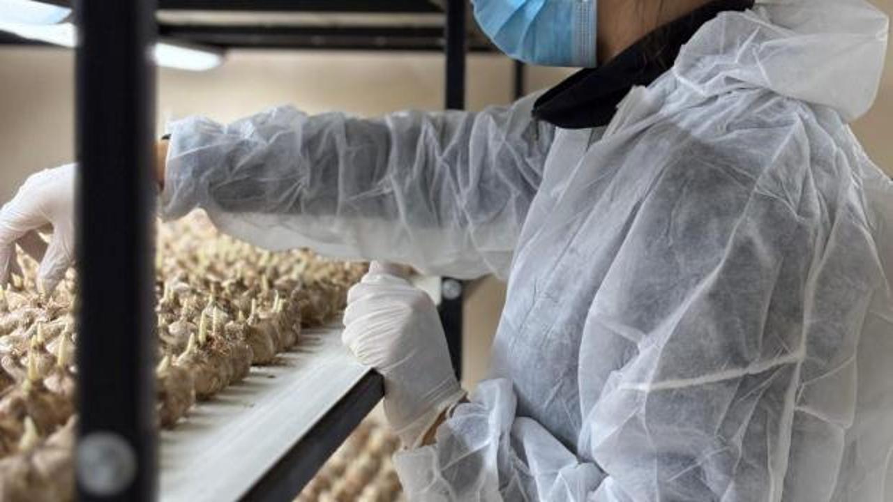 Mali müşavirliği bıraktı! 50 metrekarelik odada gramı 700 TL'lik servet üretiyor