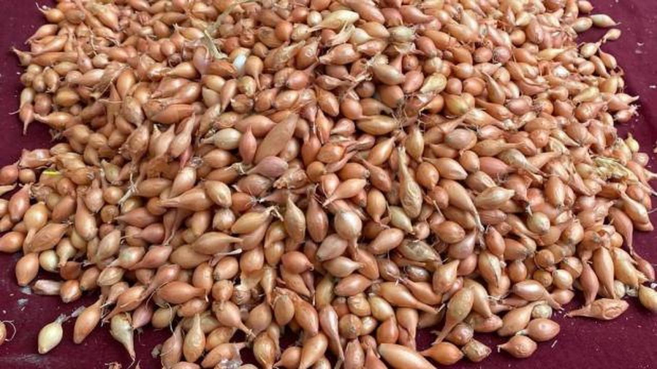 Soğan üreticilerine ‘Dikim zamanı’ uyarısı
