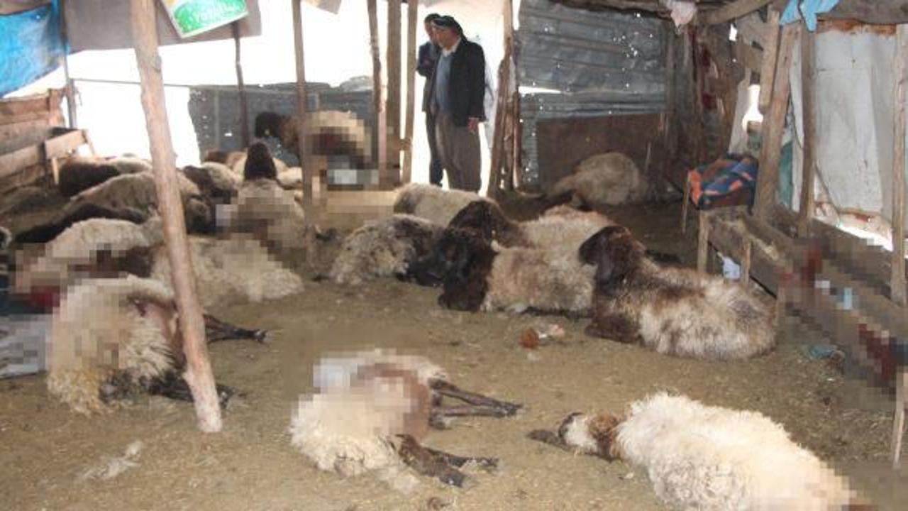 Sokak köpeklerinin saldırdığı 28 koyun öldü