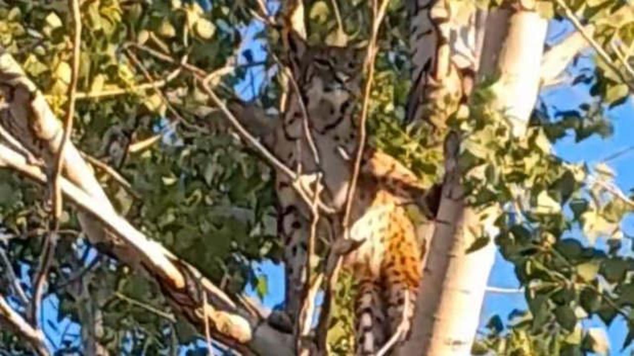 Tunceli'de bir köylü görültüledi: Öldürmenin cezası 45 milyon TL