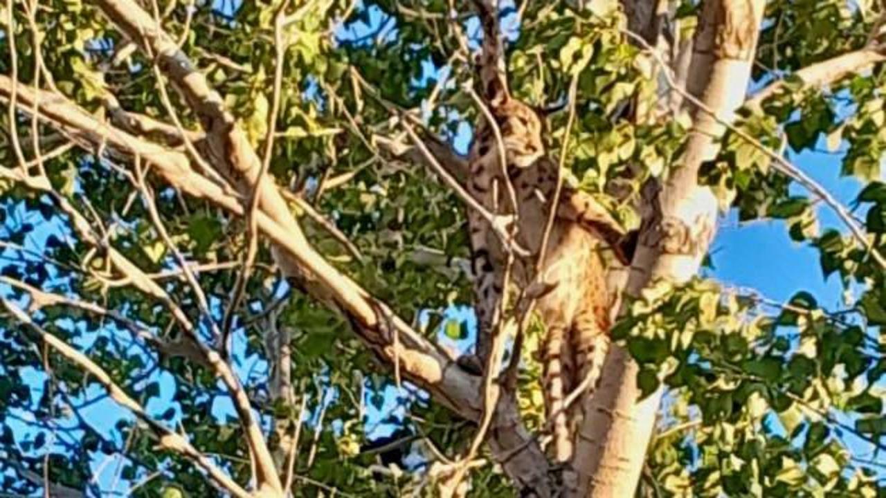 Tunceli'de görüntülenen hayvan uzmanların kafasını karıştırdı 