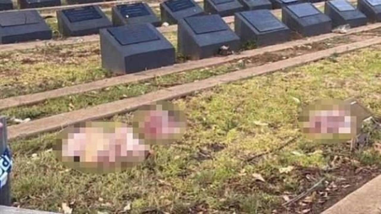 Avustralya'da Ha&ccedil;lı zihniyeti yine hortladı! M&uuml;sl&uuml;man mezarlığına domuz başlı saldırı!