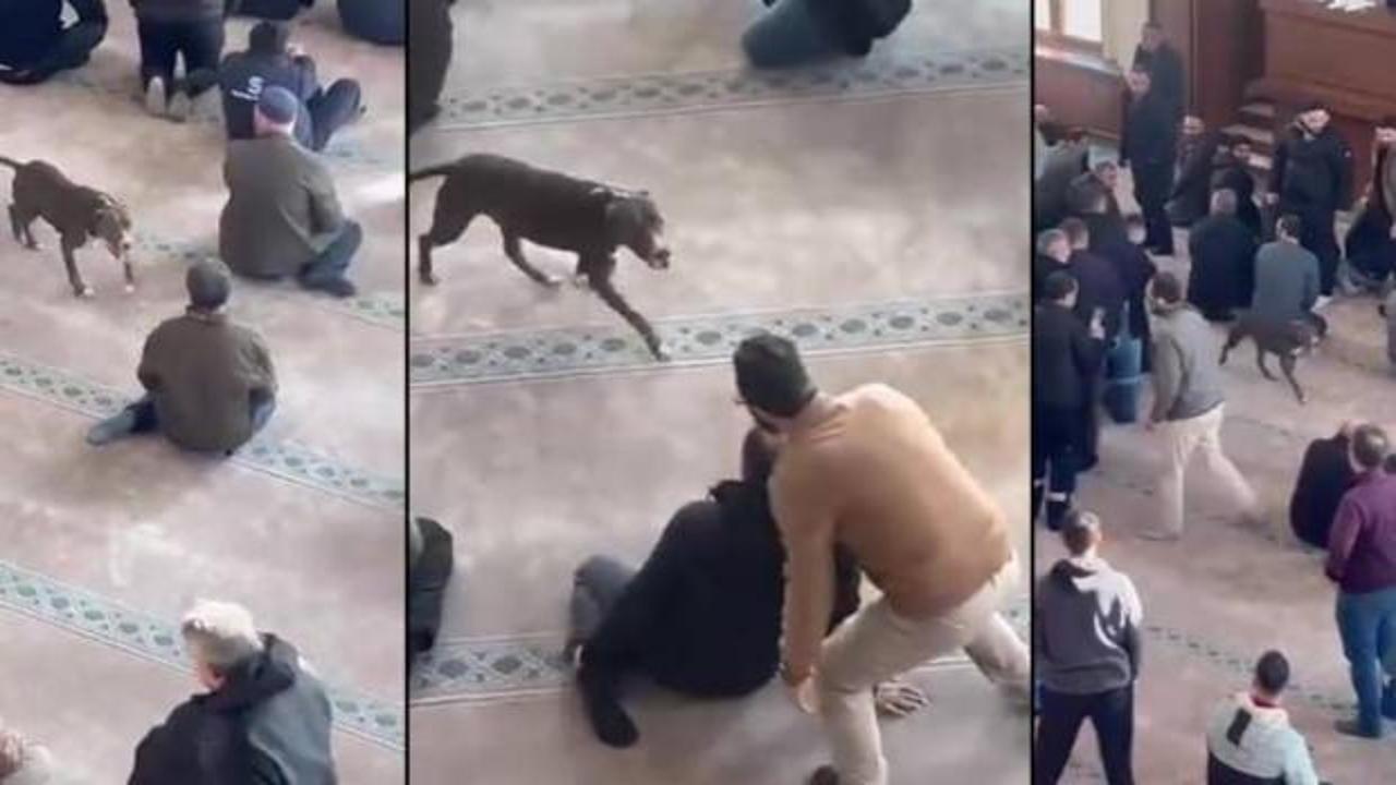Camiye giren pitbull yakalandı, sahibi hakkında karar