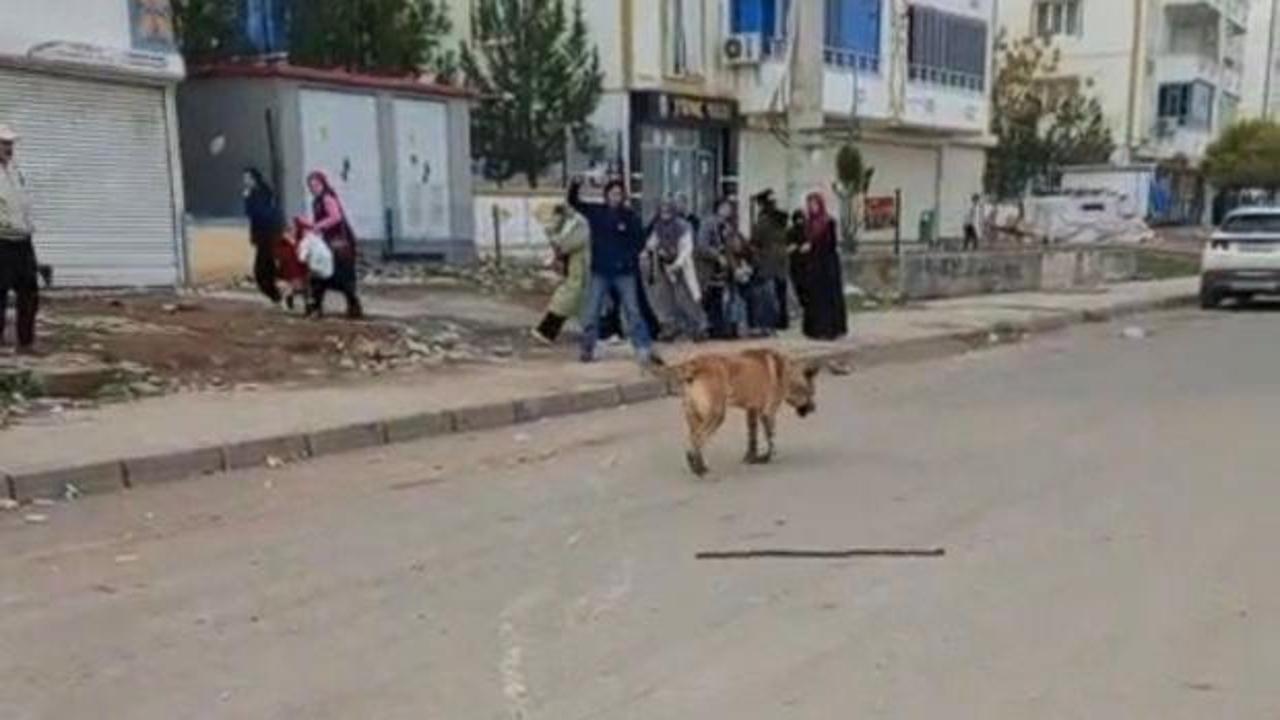 Diyarbakır'da k&ouml;pek dehşeti! 2 kişi yaralandı