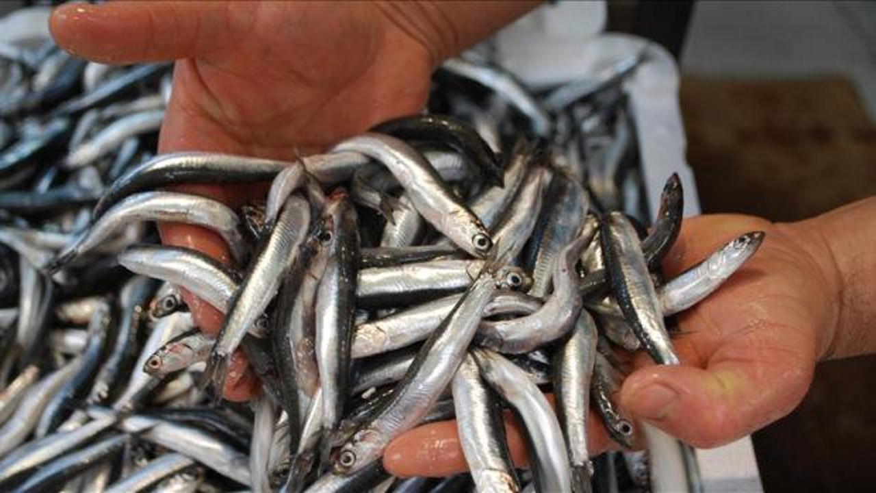 Hamsi'den T&uuml;rkiye'ye b&uuml;y&uuml;k katkı: Kasaya 14,5 milyon dolar girdi!