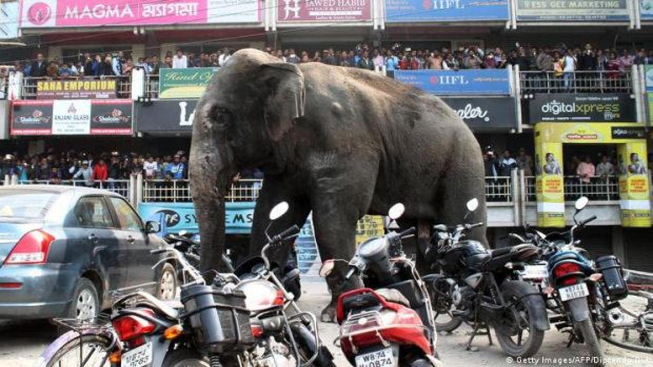 Hindistan'da fil s&uuml;r&uuml;s&uuml; kabusu! 5 kişi ezilerek yaşamın yitirdi! 