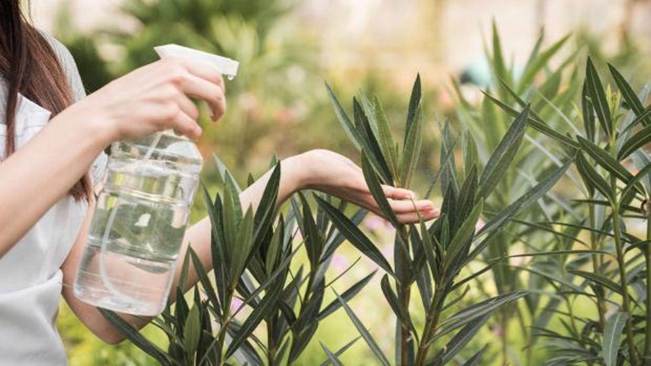 Karıncasız Ev: Doğal &Ouml;nleme Y&ouml;ntemleri