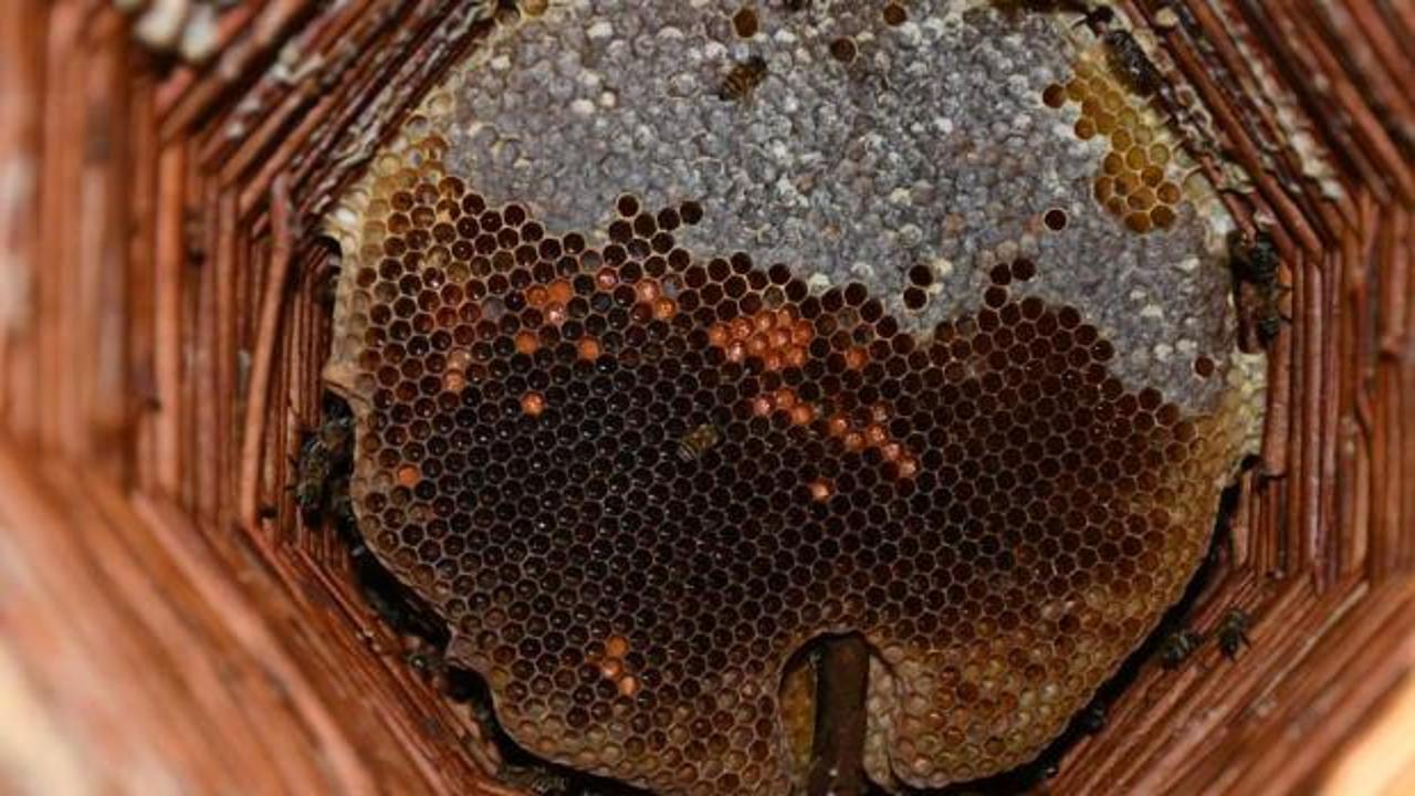Kilosu 10 bin lira: Bal arılarına evde oda tahsis etti!