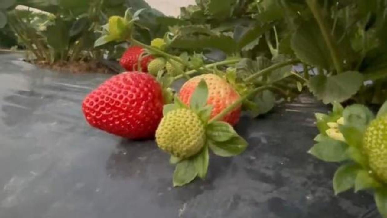 Mersin'de &ccedil;ilekte kış hasadı: Bah&ccedil;ede kilogramı 130 TL