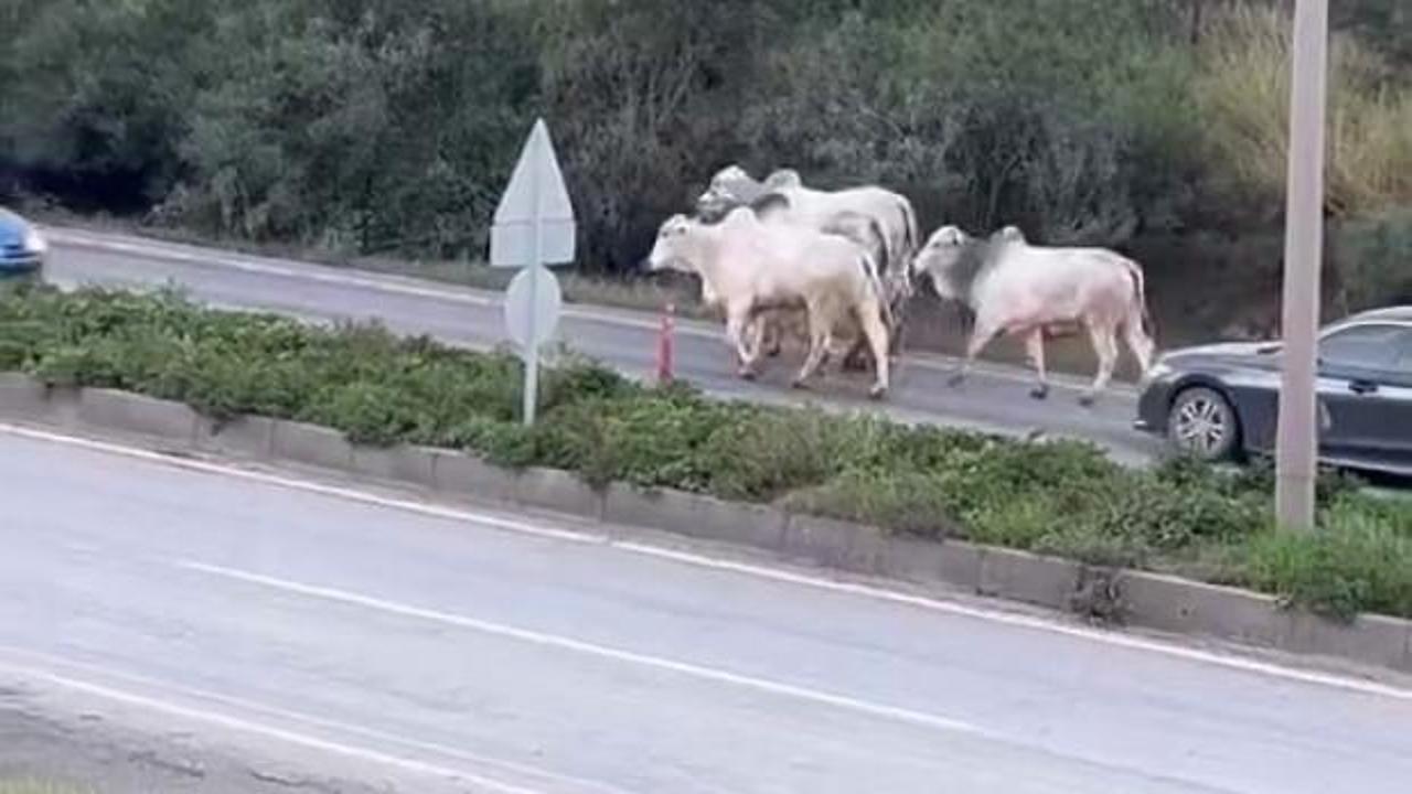 Otobanda g&ouml;renler şaşkına d&ouml;nd&uuml;!