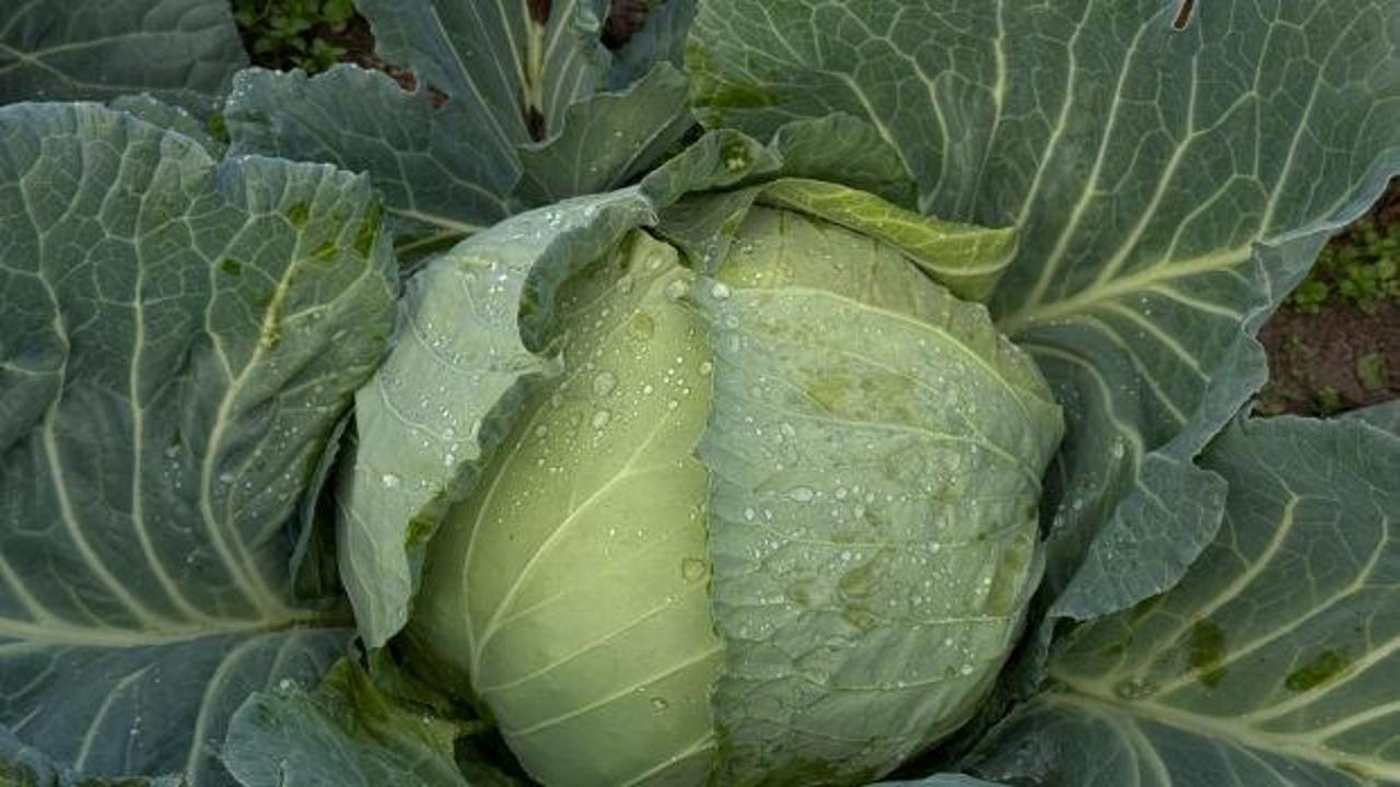 Beyaz lahana hasadı başladı: Market fiyatı tarla fiyatının d&ouml;rt katı 