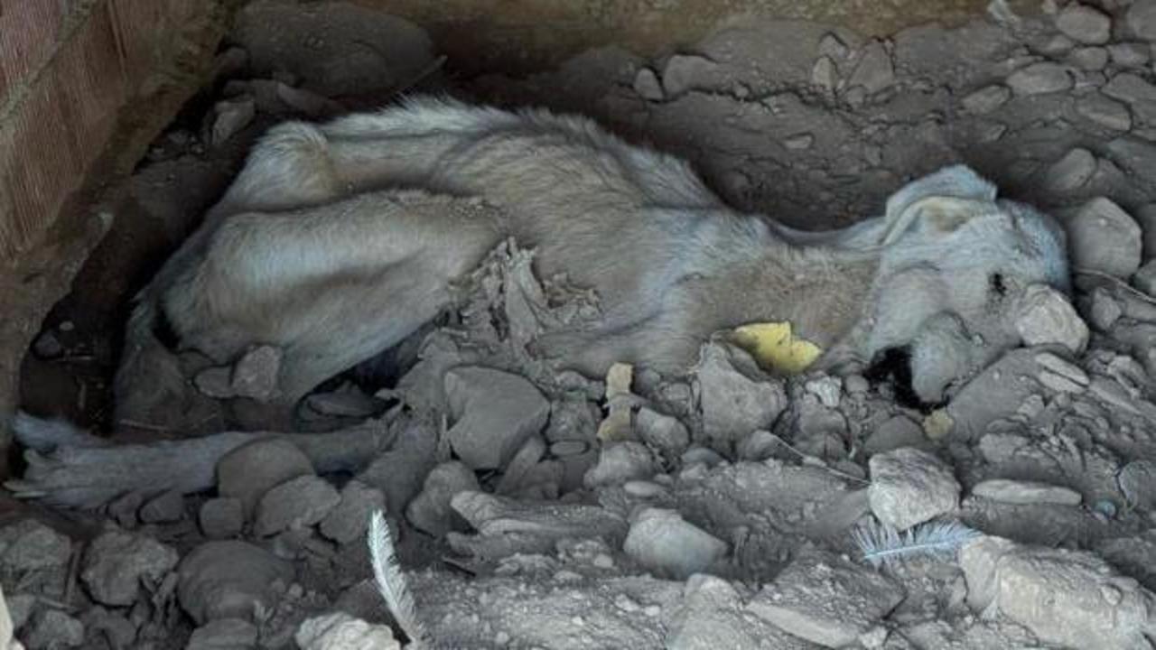 Skandal g&ouml;r&uuml;nt&uuml; Denizli'den: &Ouml;len hayvanlar diğer hayvanlara yedirildi 