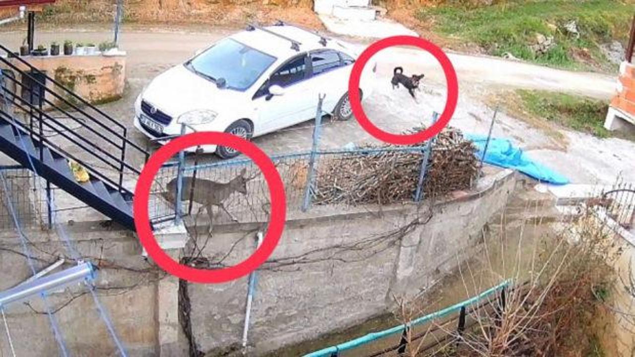 Başıboş sokak k&ouml;peklerinin saldırdığı karaca telef oldu