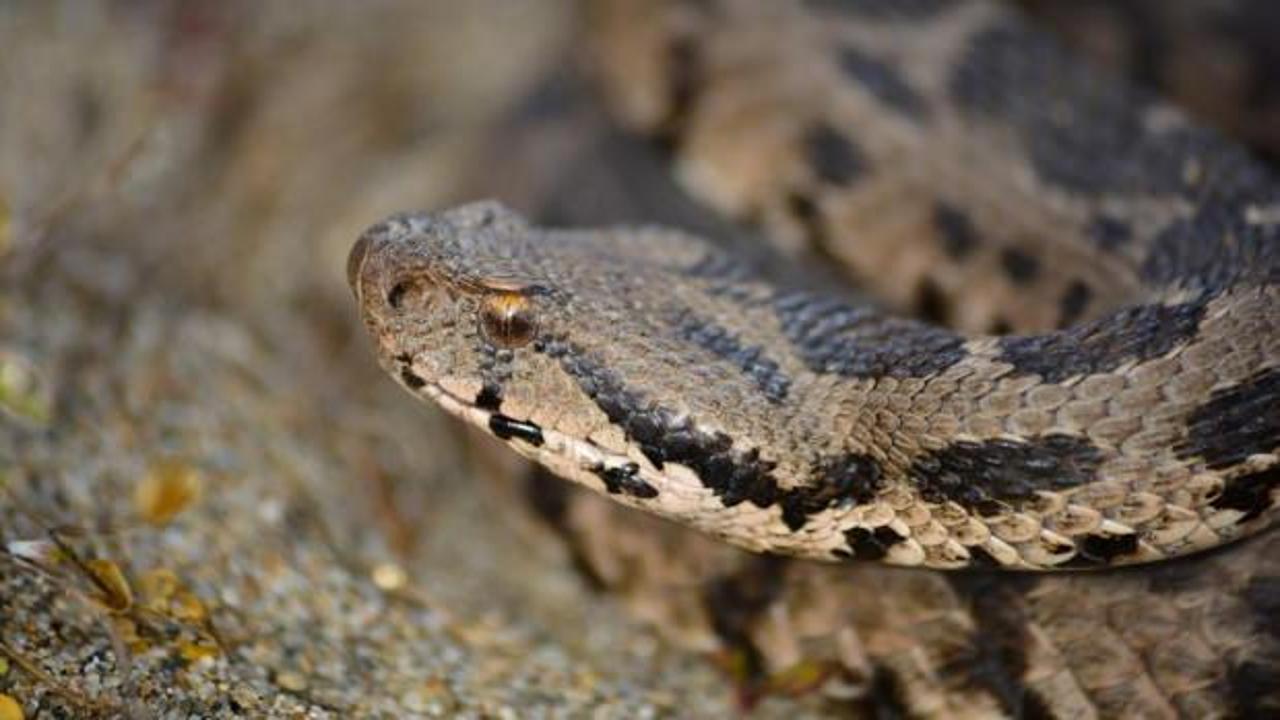 &Ccedil;ankırı'da ilk kez kayda ge&ccedil;ti! Zehirli t&uuml;r bir metre boyunda 