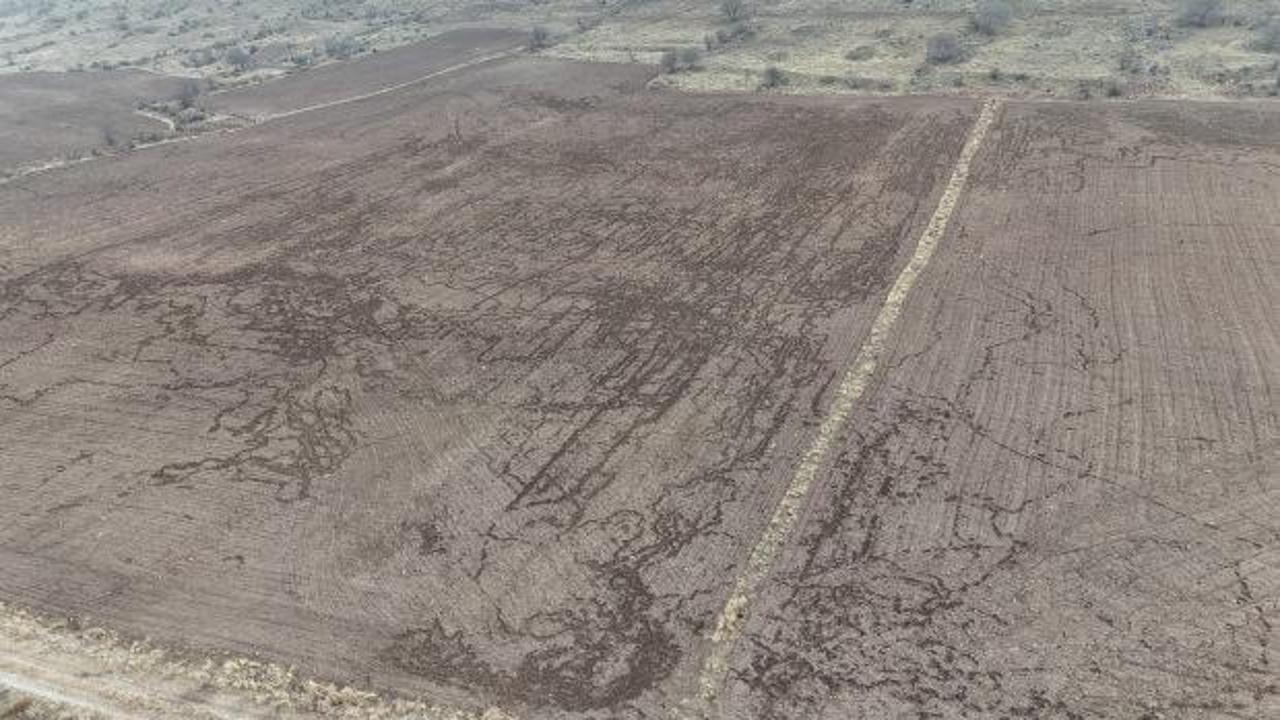 Domuzlar arpa ve buğday tarlasına zarar verdi