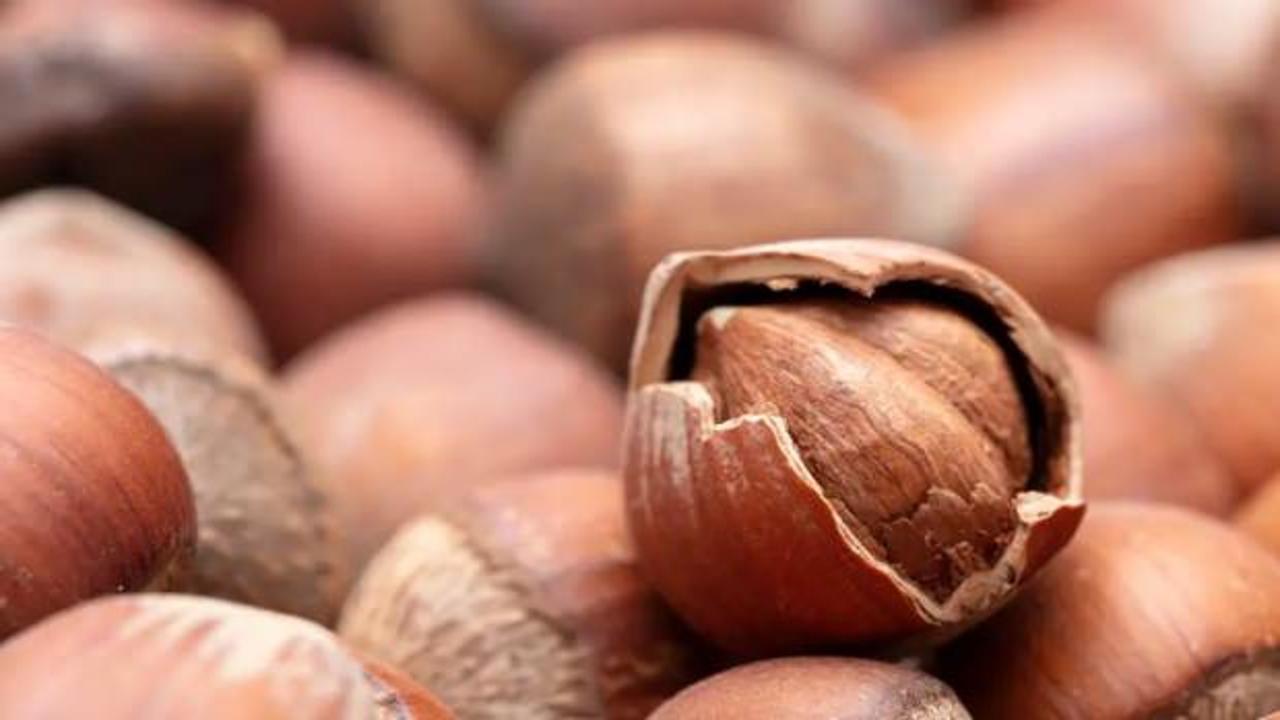 Fındık fiyatları y&uuml;kselişe ge&ccedil;ti