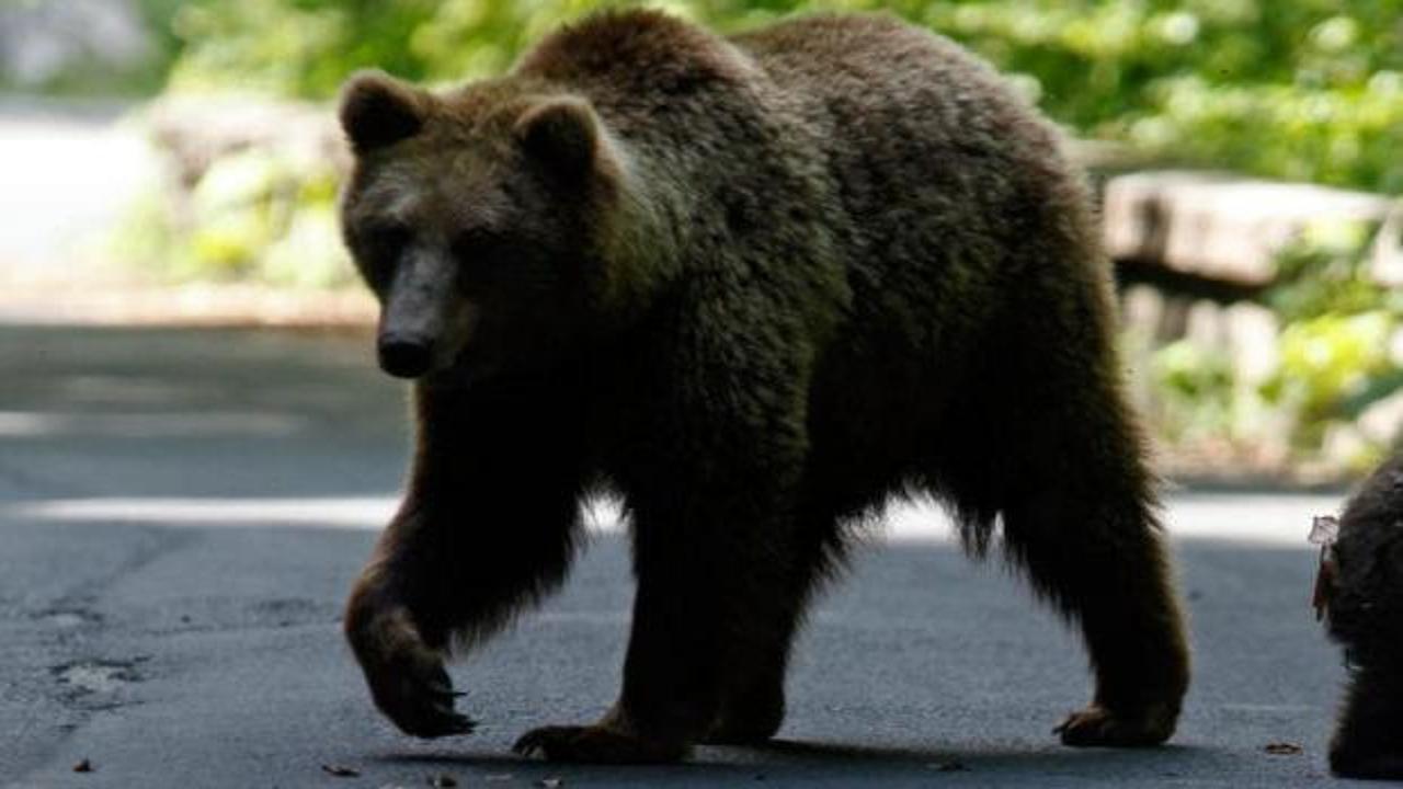 Japonya'da ayı saldırılarına karşı yapay zeka destekli takip sistemi