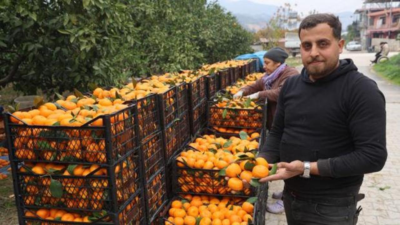 Mandalina &uuml;reticilerinden market fiyatlarına tepki
