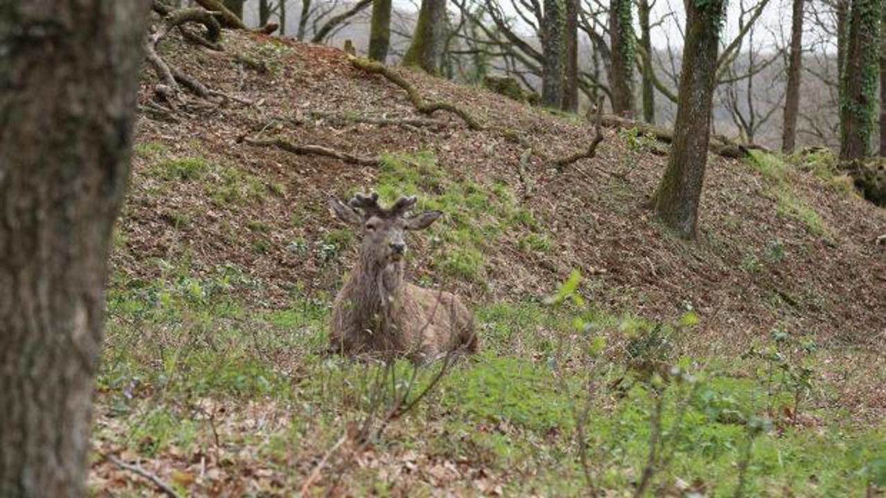Nesli tehlike altında! İstanbul'da koruma altında &ccedil;oğaltılıyor