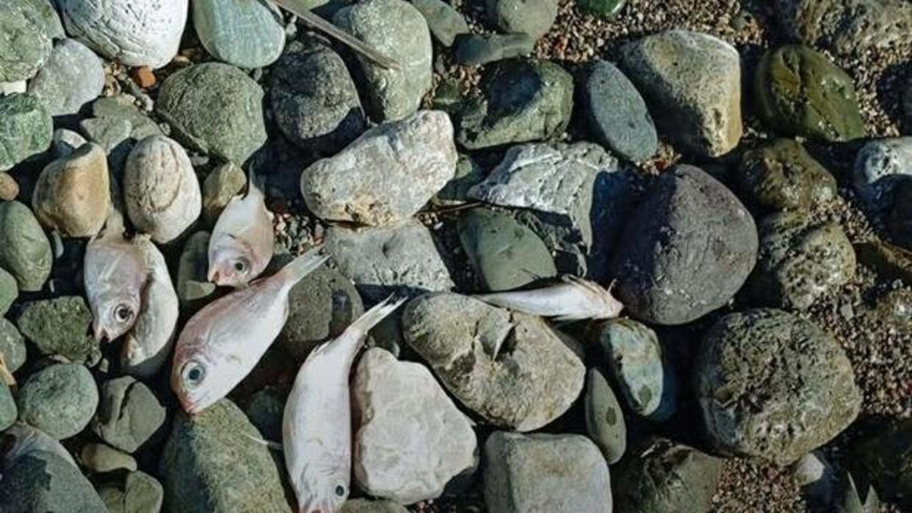 Sahile vuran balıkların &ouml;l&uuml;m nedeni kirlilik değil! İşte &uuml;zerinde durulan ihtimal