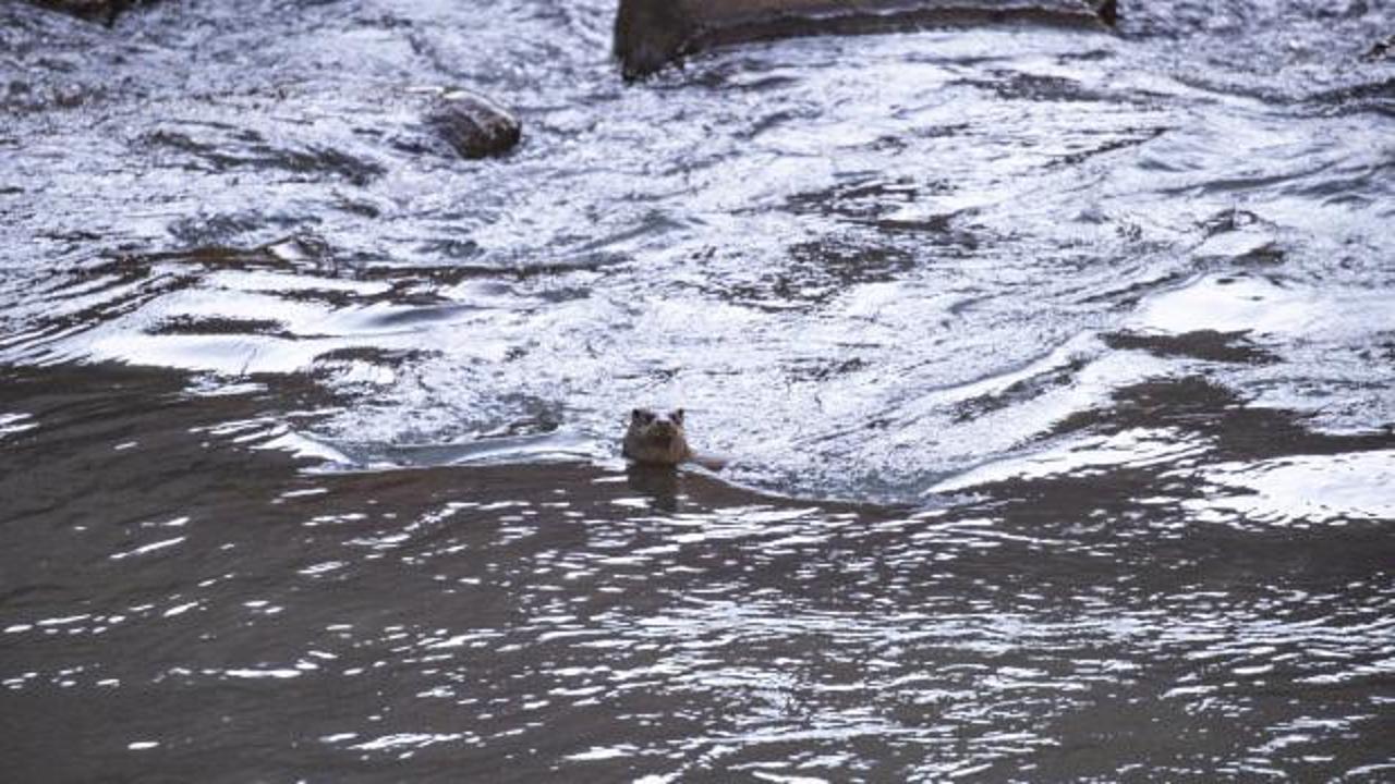 Tunceli'nin gizli sakini g&ouml;r&uuml;nt&uuml;lendi