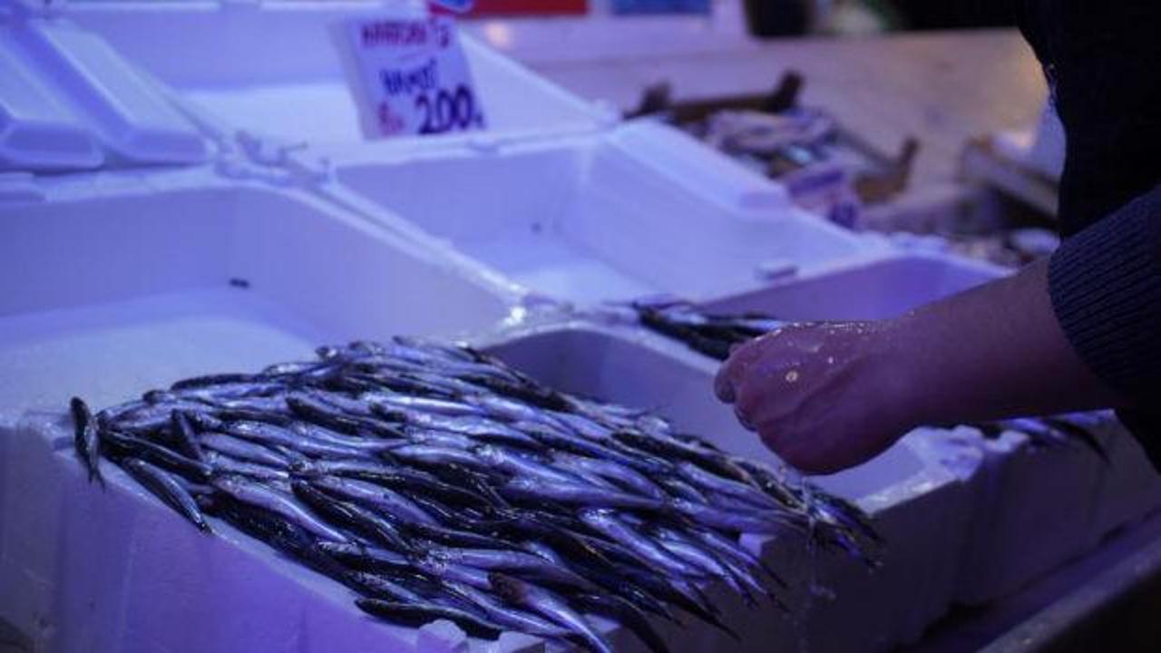 Ucuz hamsiye veda zamanı! Hamsi rotayı değiştirdi