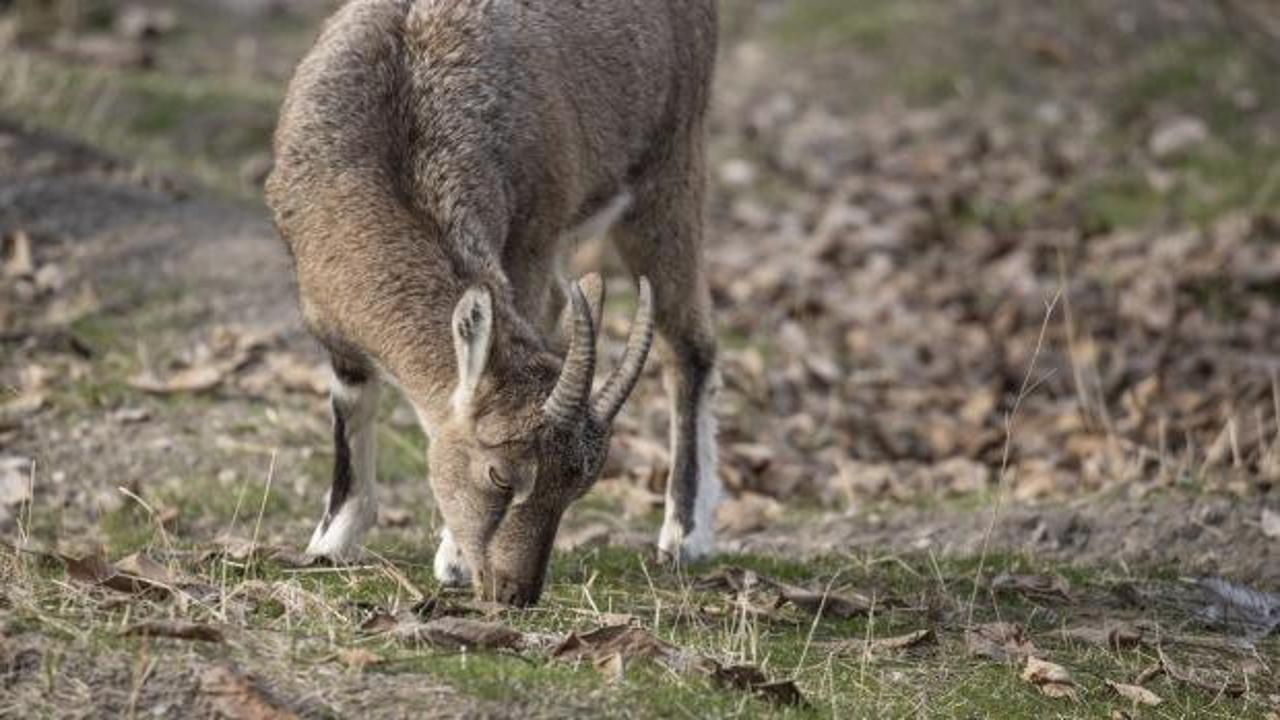 Tunceli'de zirvelerden inen yaban keçileri Çemişgezek ilçesinde güvenle yaşıyor