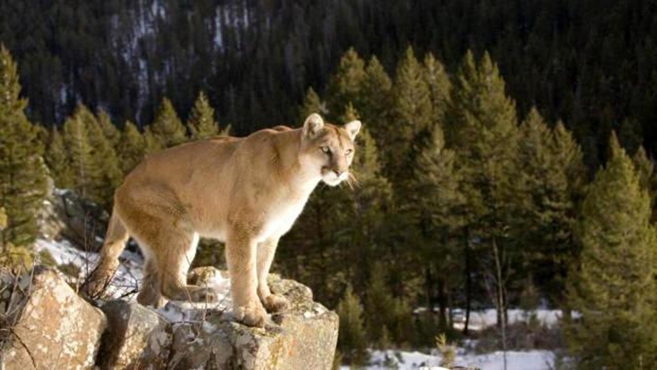 Kan donduran olay: Yürüyüş yapan kadın puma saldırısında öldü