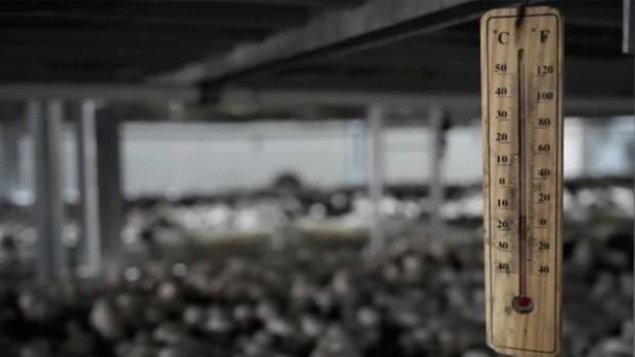 1 odada başladı, şimdi siparişlere yetişemiyor: 40 günde tam 3,5 ton!