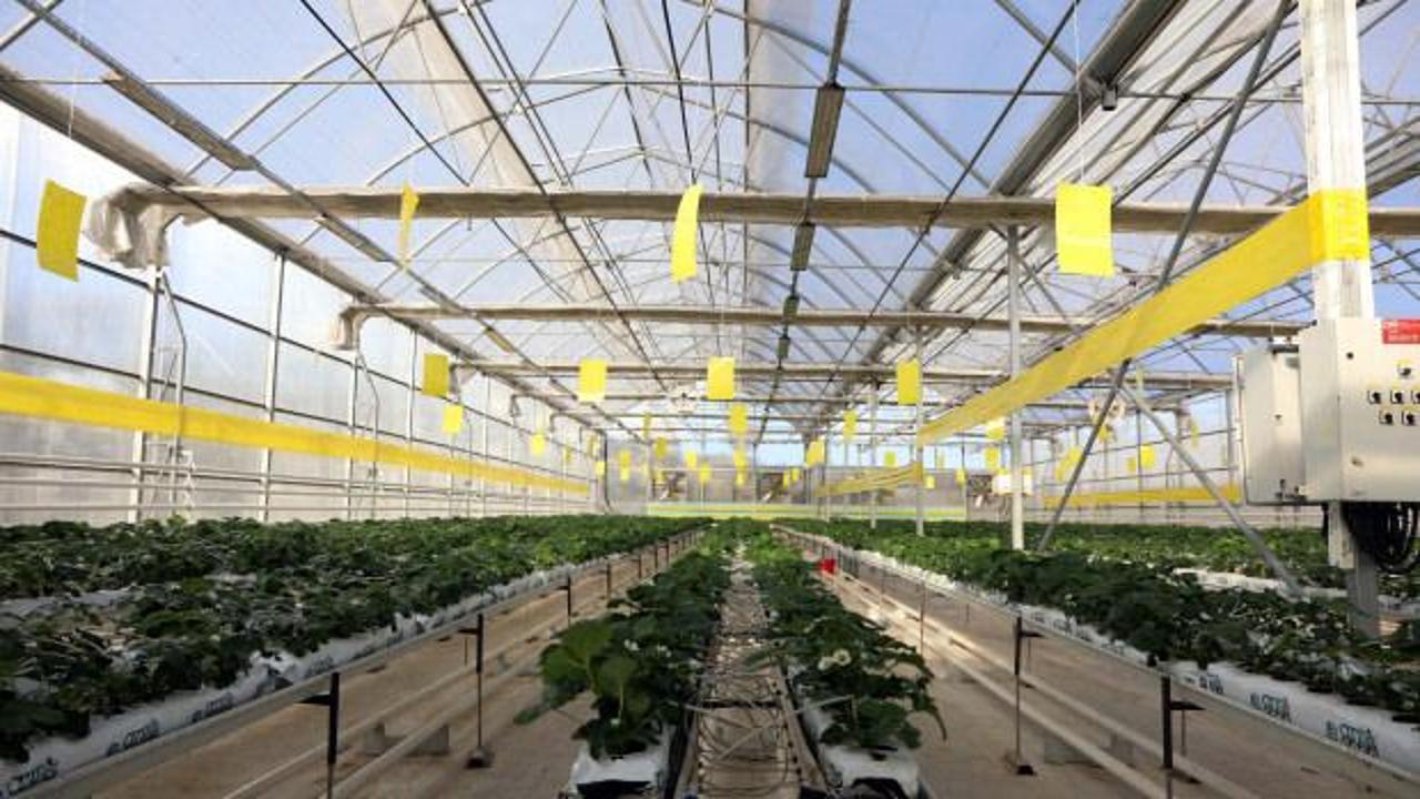 Gaziantep'te dev tesis harıl harıl çalışıyor! Çöpler elektriğe dönüyor!