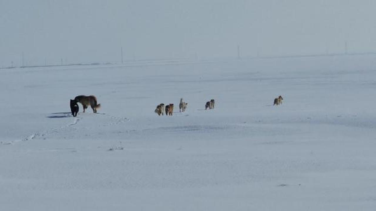 Adilcevaz'da sürü halinde gezen köpekler köy halkını tedirgin ediyor