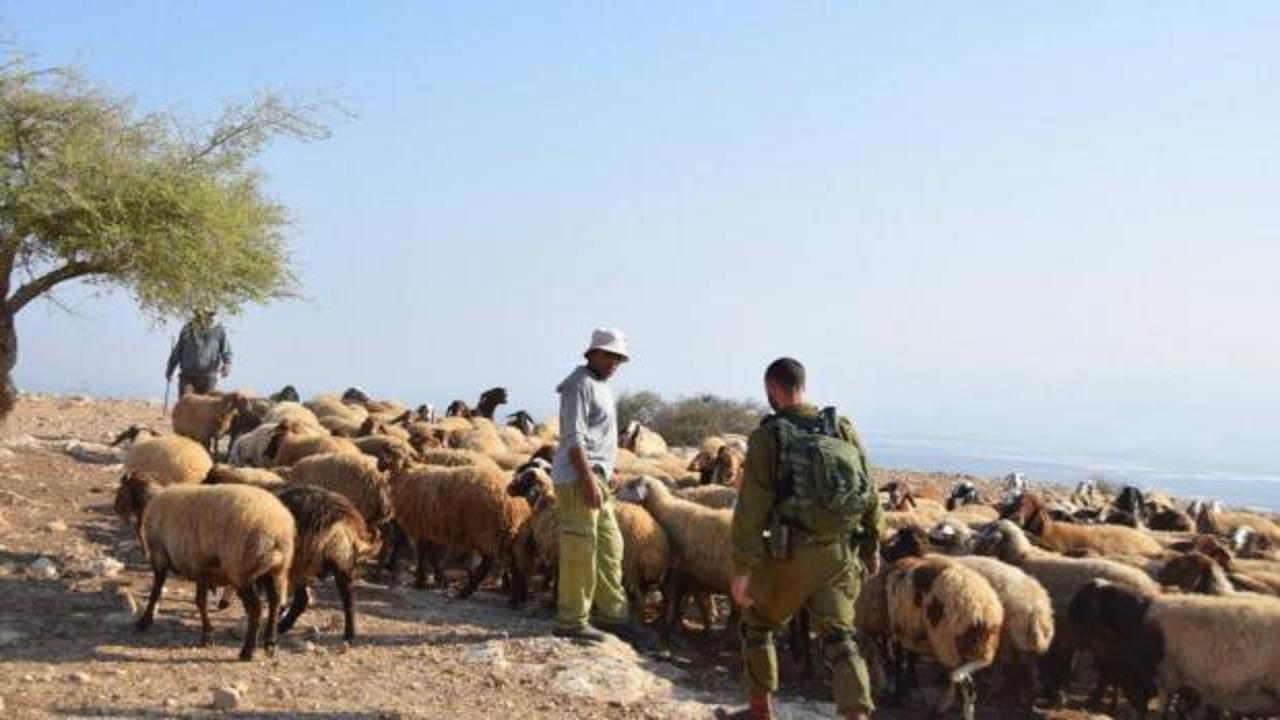 İsrail'den bir çiftliğe saldırı: Bekçiyi darbedip 200 koyun çaldılar