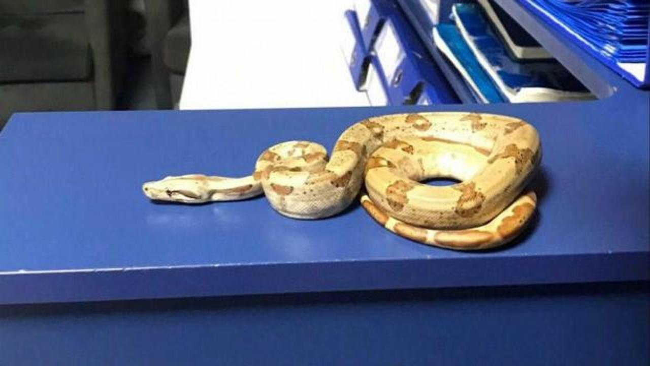 Kafeye mısır yılanı ile gitti; 11 bin 977 TL ceza yedi