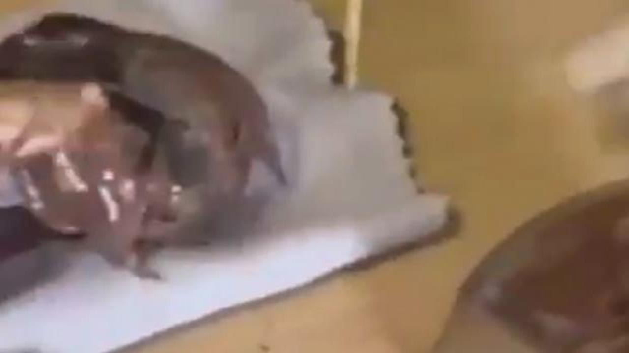 Çikolata kavanozundan kokain çıktı