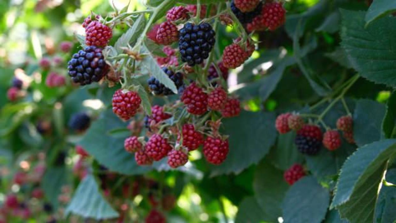 Kestel'de ahududu ve böğürtlen üretimi Sırbistan modeliyle artırılacak