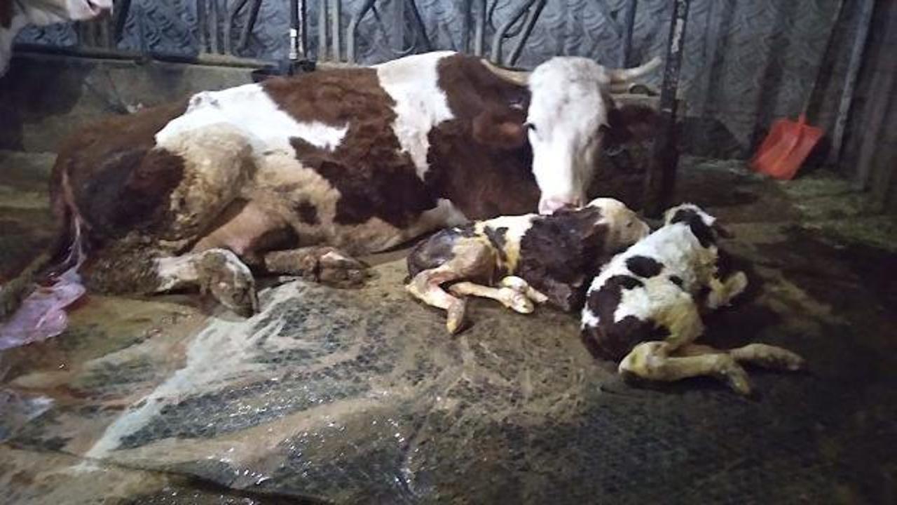 Besici, 15 g&uuml;n arayla &ouml;nce kahroldu sonra sevin&ccedil;ten havalara u&ccedil;tu