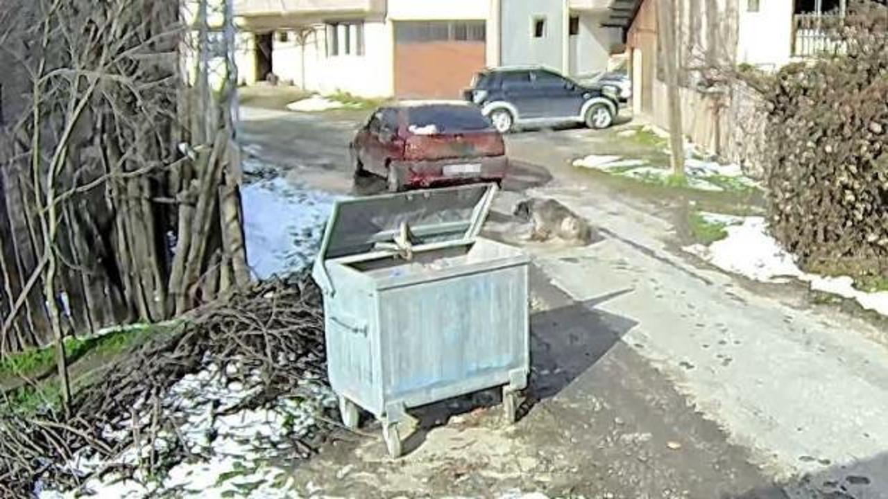 Tanju Özcan’ın ziyaret ettiği yaralı köpeğin röntgeninde yaklaşık 400 saçma tespit edildi