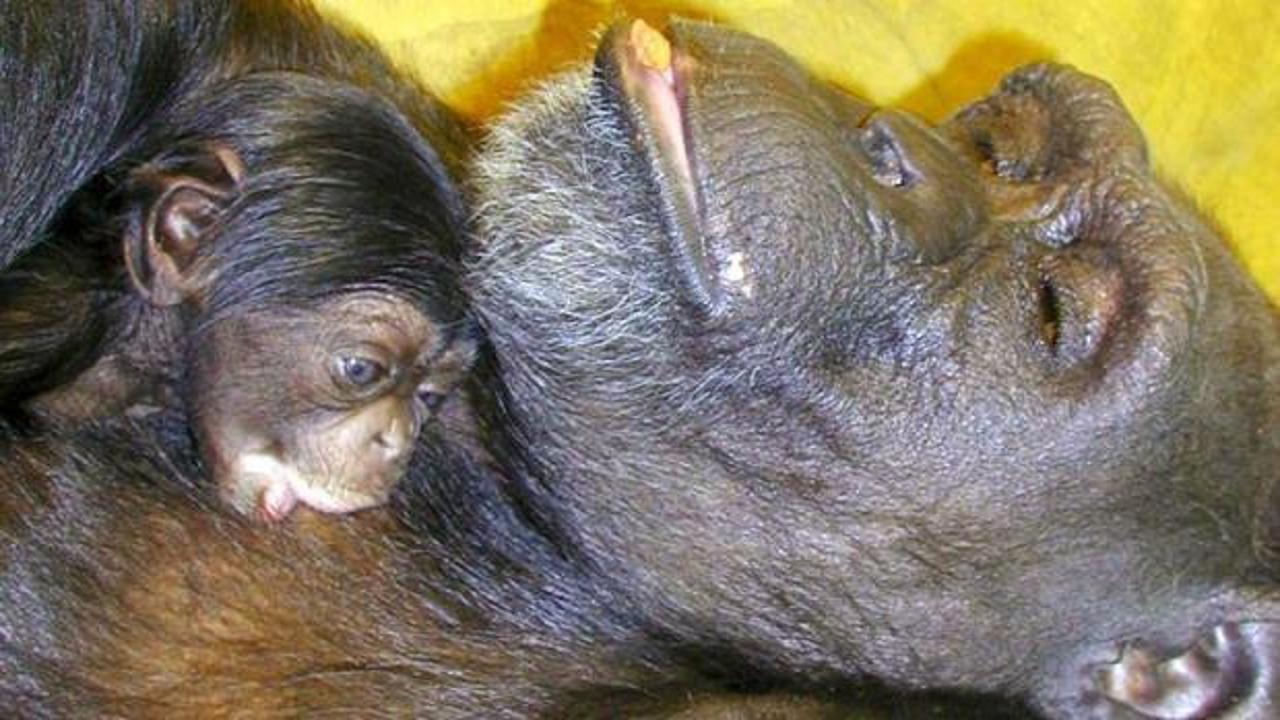 Çince ve İngilizce okuyabiliyordu...'Dahi' şempanze 49 yaşında öldü