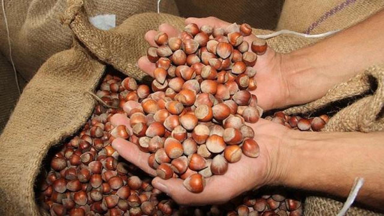 Türkiye'den 122 ülkeye 2,2 milyar dolarlık fındık ihracatı