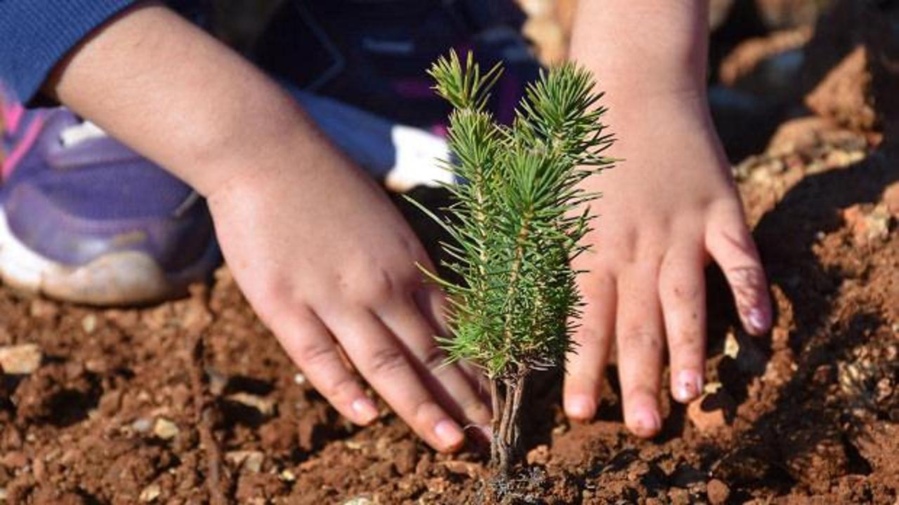 En çok ağaçlandırma yapan ülkeler arasında Avrupa'…