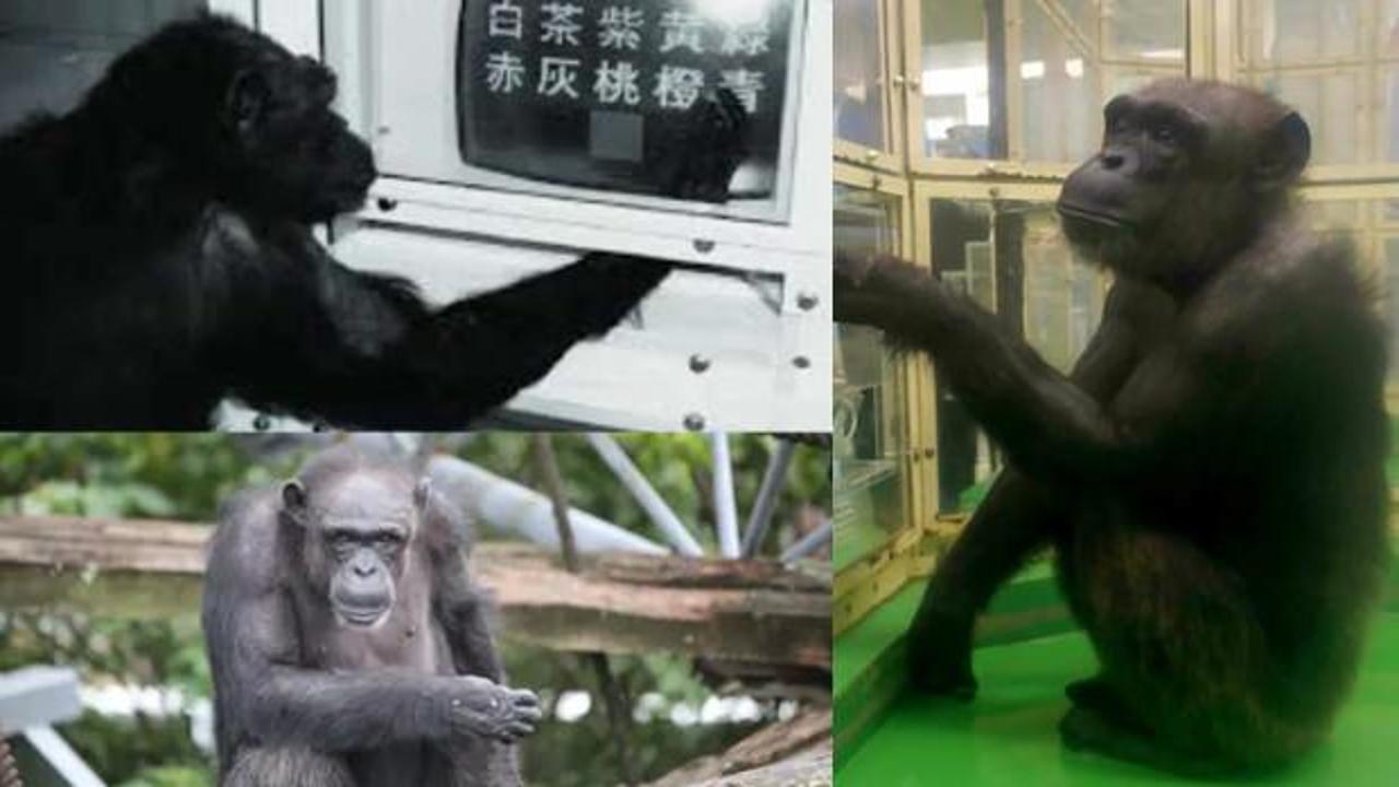 Dünyanın en dahi şempanzesi öldü