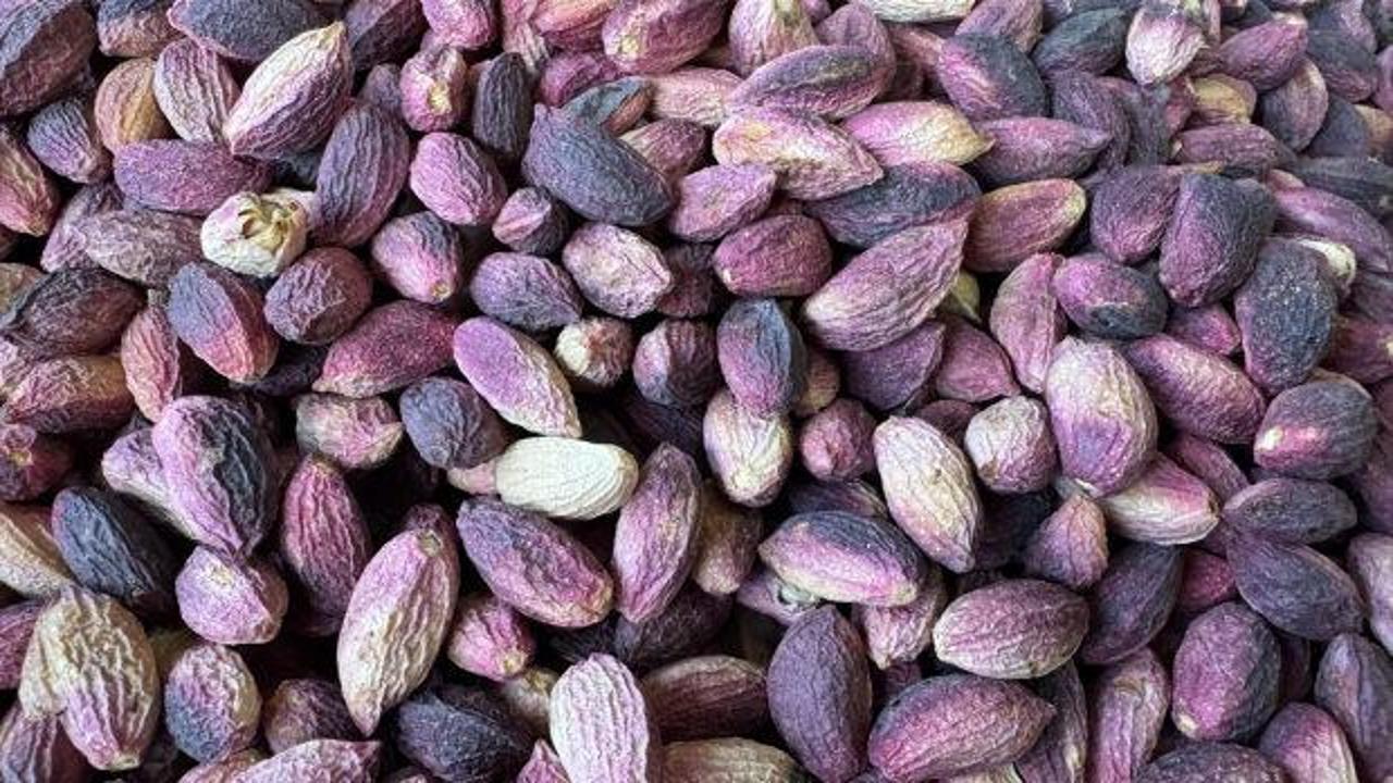 Türkiye 94 ülkeye fıstık sattı, kasaya milyonlar girdi!