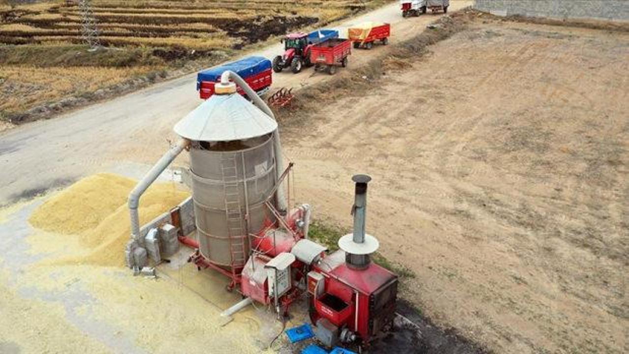 Sinop'ta 9 milyon lira maliyetle çeltik kurutma tesisi kurulacak